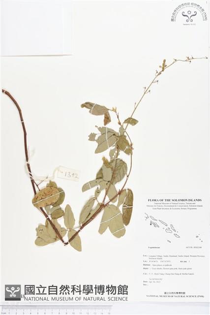 登錄號:BS02348藏品圖，第1張