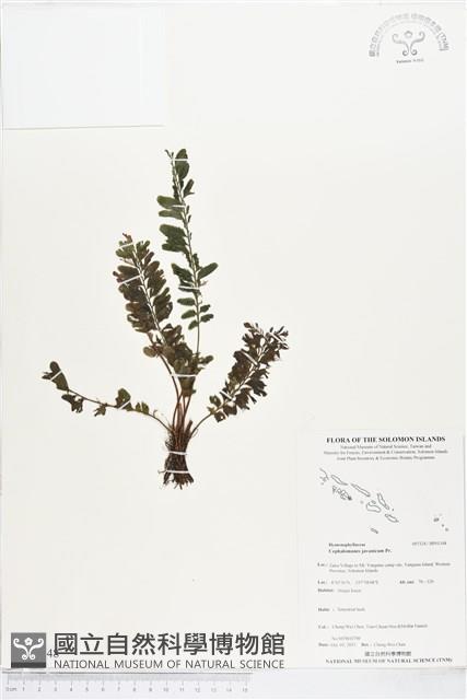 菲律賓厚葉蕨藏品圖，第1張