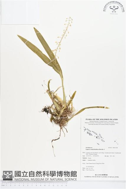 長腳羊耳蒜、長耳蘭藏品圖，第1張