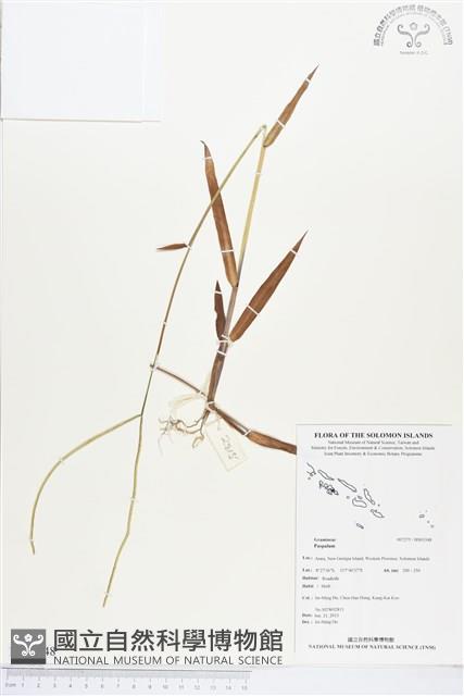 登錄號:BS03348藏品圖，第1張