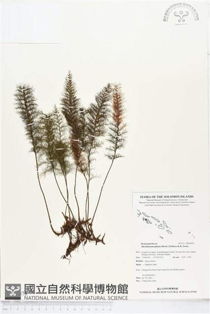 Accession Number:BP00878 Collection Image