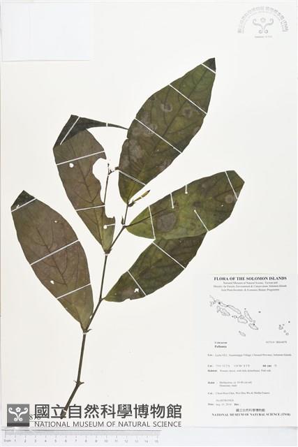 登錄號:BS04878藏品圖，第1張