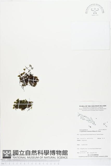 團扇蕨藏品圖，第1張