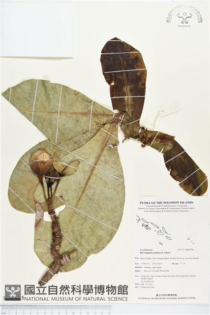 棋盤腳樹藏品圖，第1張