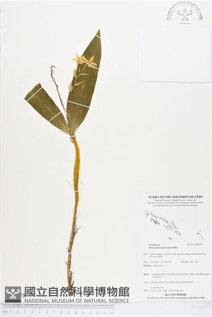 登錄號:BS03678藏品圖，第1張