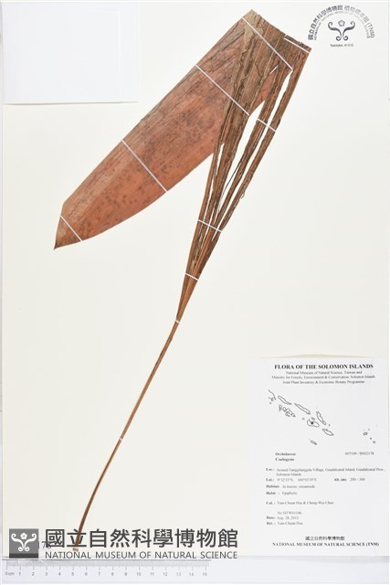 登錄號:BS02178藏品圖，第1張