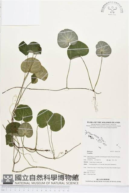 登錄號:BS03178藏品圖，第1張