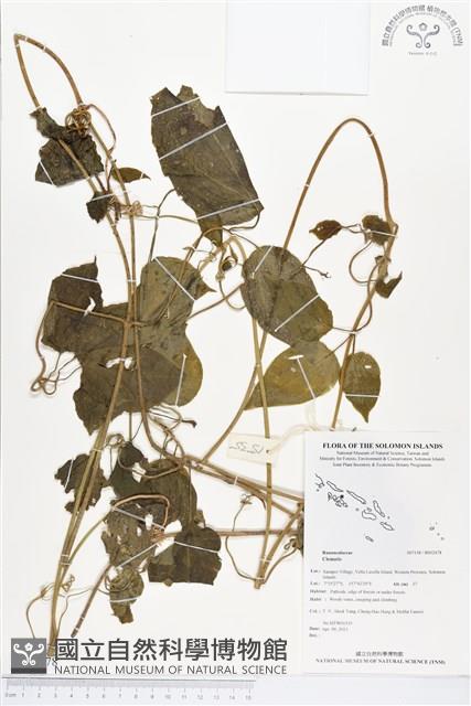 登錄號:BS02478藏品圖，第1張