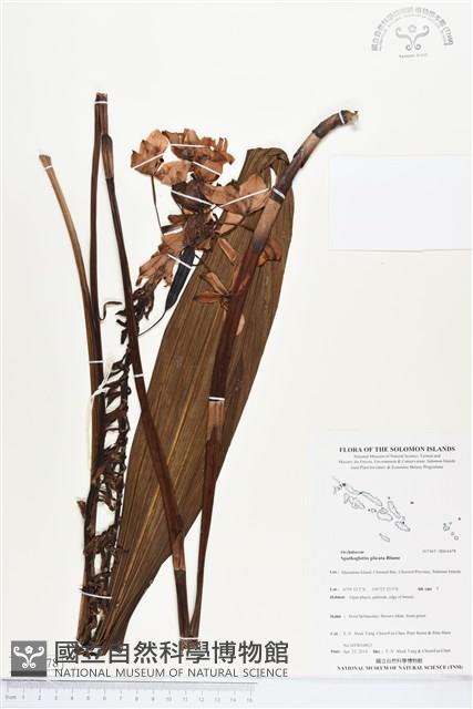 紫苞舌蘭、紫蘭藏品圖，第1張