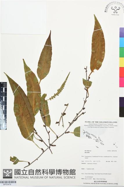 登錄號:BP03478藏品圖，第1張