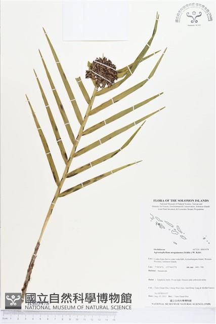 登錄號:BS03478藏品圖，第1張