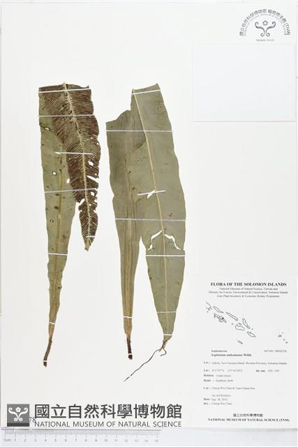 登錄號:BP00278藏品圖，第1張