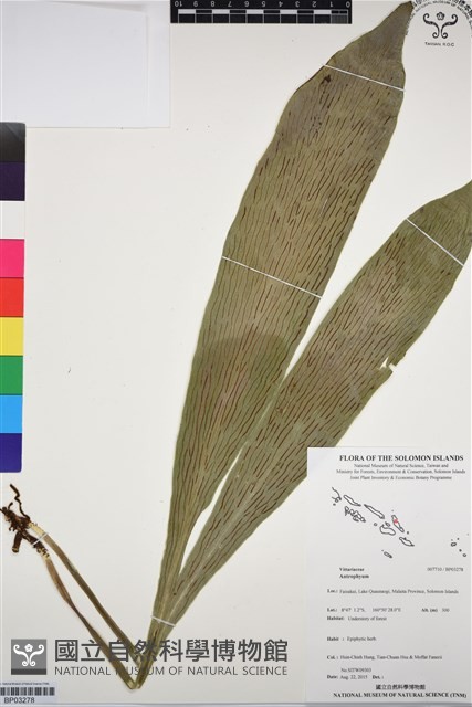 登錄號:BP03278藏品圖，第1張