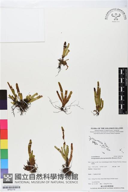 登錄號:BP02778藏品圖，第1張