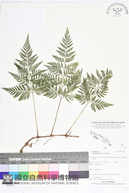 陰石蕨、陰地蕨藏品圖，第1張