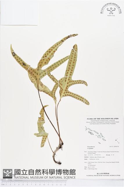 登錄號:BP00578藏品圖，第1張