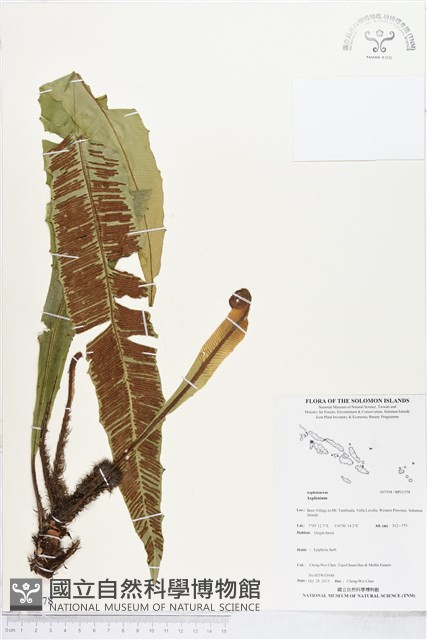 登錄號:BP01578藏品圖，第1張