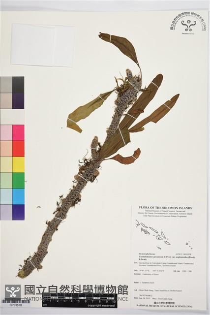 菲律賓厚葉蕨藏品圖，第1張