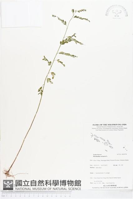 葉下珠、珠仔草藏品圖，第1張