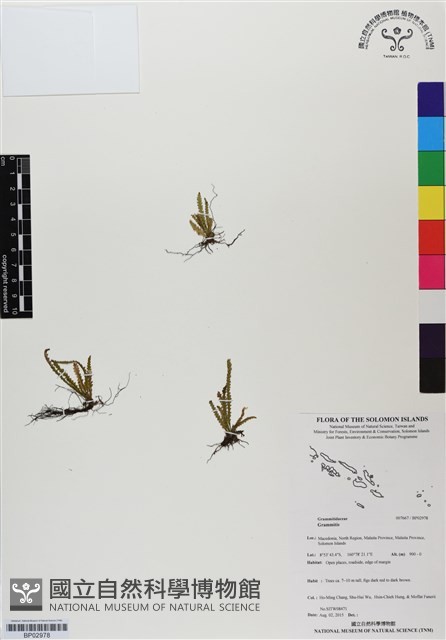 登錄號:BP02978藏品圖，第1張