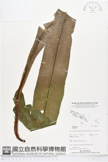 登錄號:BP01978藏品圖，第1張