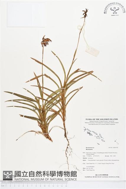 登錄號:BS01978藏品圖，第1張