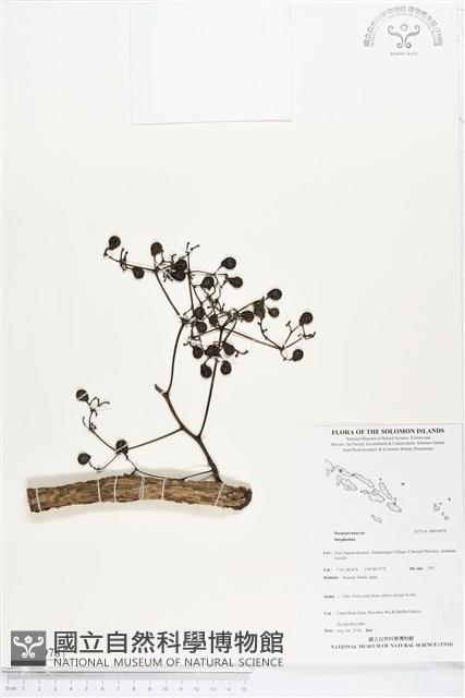 登錄號:BS04978藏品圖，第1張