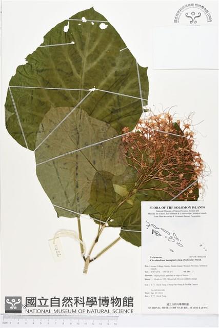 龍船花藏品圖，第1張