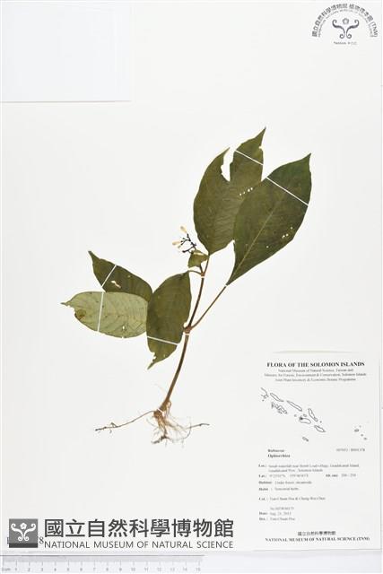 登錄號:BS01378藏品圖，第1張