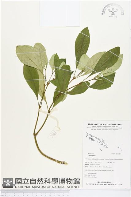 登錄號:BS02858藏品圖，第1張