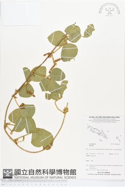 登錄號:BS04858藏品圖，第1張