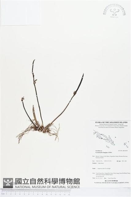 登錄號:BS03858藏品圖，第1張