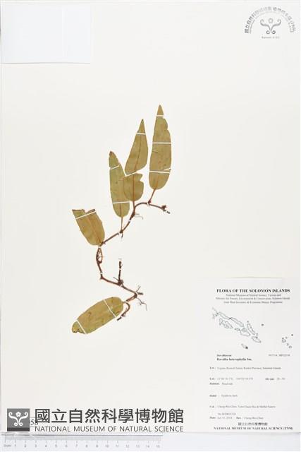 Accession Number:BP02058 Collection Image