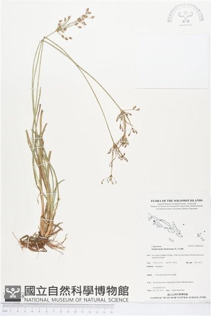 竹子飄拂草藏品圖，第1張