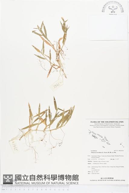 芻蕾草藏品圖，第1張