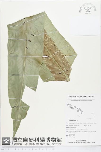 臺灣山蘇花藏品圖，第1張