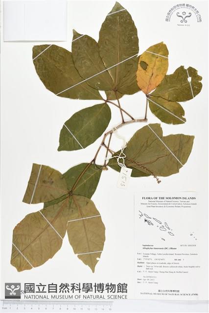 止宮樹藏品圖，第1張