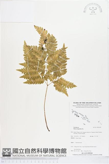 三腳鳳尾蕨藏品圖，第1張