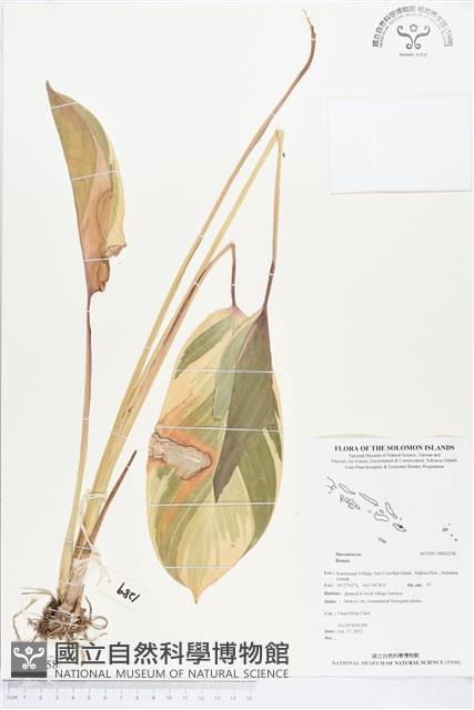 登錄號:BS02258藏品圖，第1張