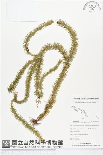 杉葉石松、展葉馬尾杉藏品圖，第1張