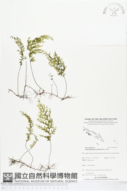 登錄號:BP01258藏品圖，第1張