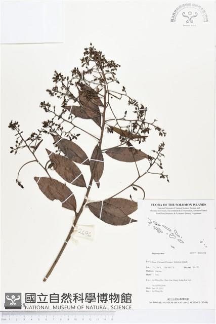 登錄號:BS03258藏品圖，第1張