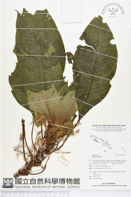 登錄號:BS02758藏品圖，第1張