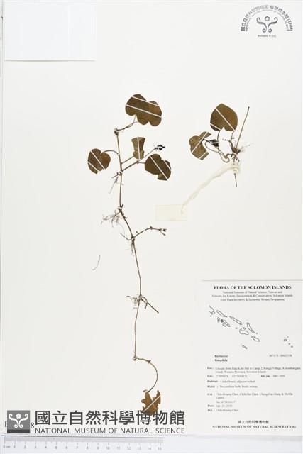 登錄號:BS02558藏品圖，第1張