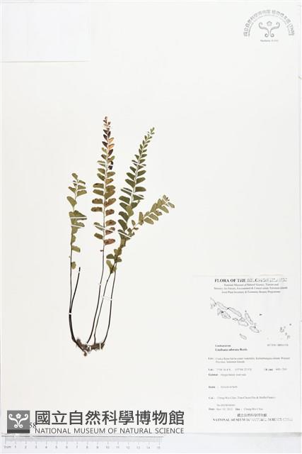 陵齒蕨、鱗始蕨藏品圖，第1張