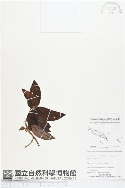 登錄號:BS04558藏品圖，第1張