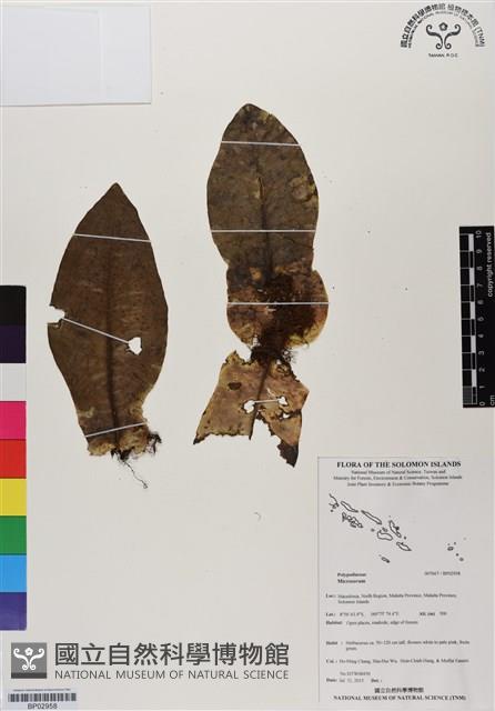 登錄號:BP02958藏品圖，第1張