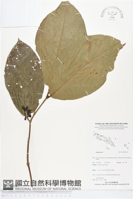 登錄號:BS04958藏品圖，第1張