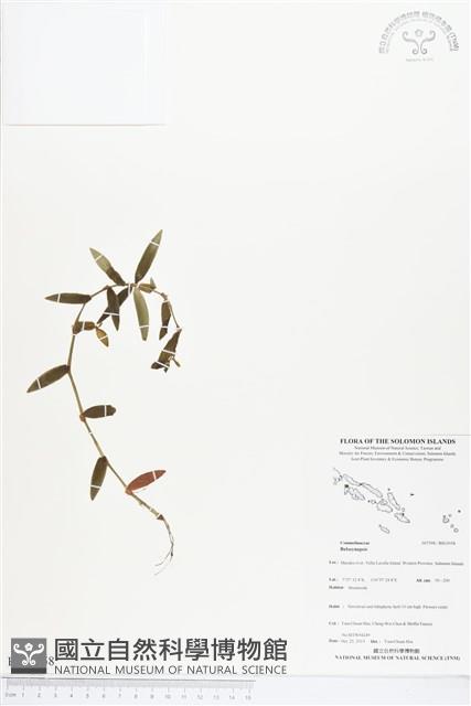 登錄號:BS03958藏品圖，第1張