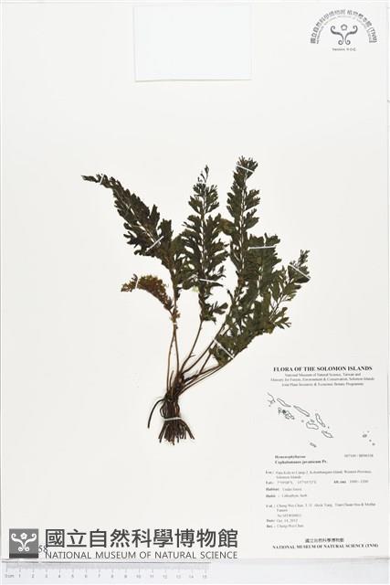 菲律賓厚葉蕨藏品圖，第1張